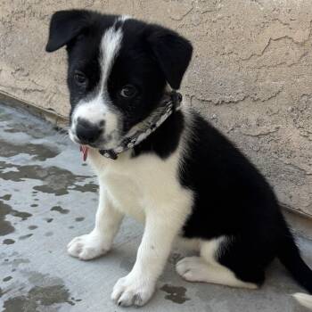 Aurora Borealis -  Siberian Husky and Cattle Dog Dog for Adoption in Oceanside, California - Aurora Borealis | PetCurious