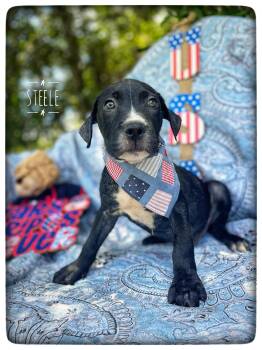 Steele -  American Bulldog and Pit Bull Terrier Dog for Adoption in Sebring, Florida - Steele | PetCurious