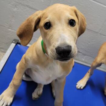 Rescue Labrador Retriever Dogs for Adoption in Cabot, Arkansas - (Found) Oatmeal Creme Pie | PetCurious
