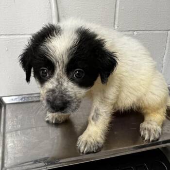 Monty -  Shepherd Dog for Adoption in Parrish, Alabama - Monty | PetCurious