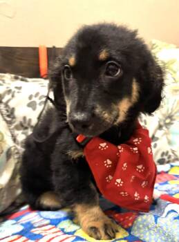 Maltipoo and Poodle Dogs Available for Adoption in Cupertino, California - SEATTLE | PetCurious