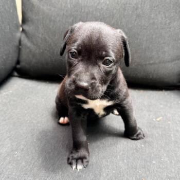 Willing -  Pit Bull Terrier and Mixed Breed Dog for Adoption in Durham, North Carolina - Willing | PetCurious