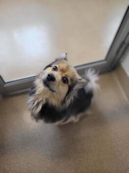 Mixed Breed Dogs Available for Adoption - Rudy Toody | PetCurious