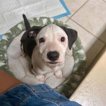 Lillard -  Terrier Dog for Adoption in Chattanooga, Tennessee - Lillard | PetCurious