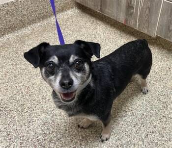 NERF -  Terrier and Mixed Breed Dog for Adoption in Colorado Springs, Colorado - NERF | PetCurious