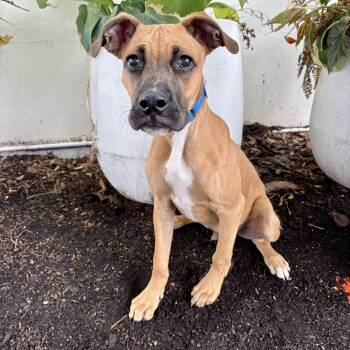 Buoy -  Mixed Breed Dog for Adoption in Portland, Oregon - Buoy | PetCurious