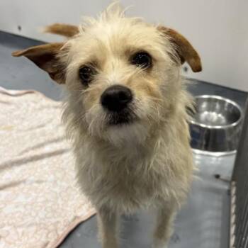 Terrier Dogs Available for Adoption in Fort Collins, Colorado - Kettle Corn | PetCurious