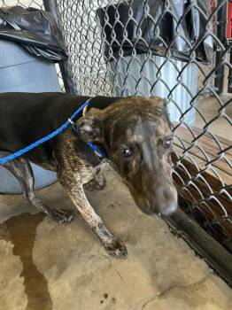 Rescue Mixed Breed Dogs for Adoption in Dallas, Texas - YOLA | PetCurious