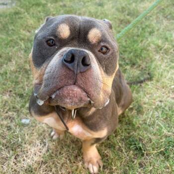 Mondo -  English Bulldog and Mixed Breed Dog for Adoption in Tulsa, Oklahoma - Mondo | PetCurious