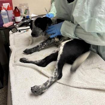 Anna -  Australian Cattle Dog Blue Heeler Dog for Adoption in Tempe, Arizona - Anna | PetCurious
