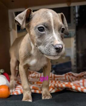 Mixed Breed Dogs Available for Adoption in Warren, Michigan - Esmeralda | PetCurious