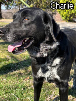 Rescue Labrador Retriever Dogs for Adoption in Tulsa, Oklahoma - Charlie | PetCurious