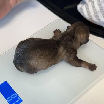 Chihuahua Dogs Available for Adoption in Jupiter, Florida - Coffee | PetCurious