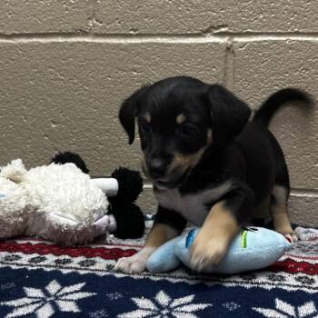 Pyramid -  Beagle and Mixed Breed Dog for Adoption in Jacksboro, Tennessee - Pyramid | PetCurious