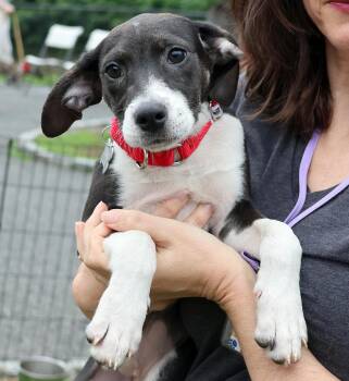 Sophia -  Beagle and Hound Dog for Adoption in Harrison, New York - Sophia | PetCurious