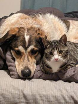 Great Pyrenees and Border Collie Dogs Available for Adoption - Koda | PetCurious