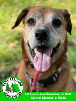 Hound Dogs Available for Adoption in Stroudsburg, Pennsylvania - Sonny | PetCurious