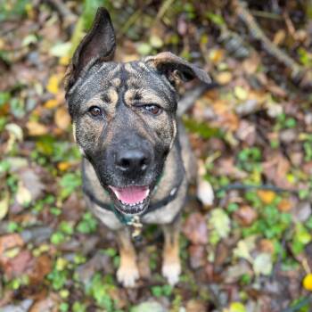 German Shepherd Dog and Boerboel Dogs Available for Adoption in Bellingham, Washington - BB | PetCurious