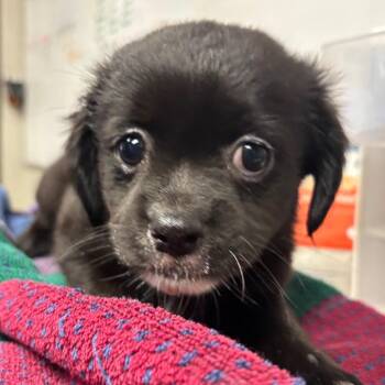 sweater -  Mixed Breed Dog for Adoption in Yuma, Arizona - Sweater | PetCurious