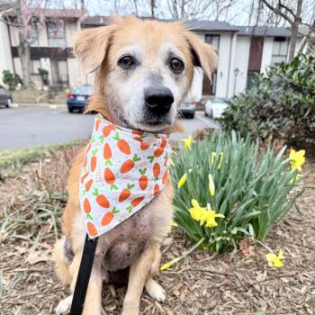 Spaniel and Beagle Dogs Available for Adoption - Buddy | PetCurious
