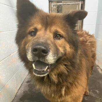 Alaskan Malamute and Chow Chow Dogs Available for Adoption in Volcano, Hawaii - Ludo (COH-A-67087) | PetCurious