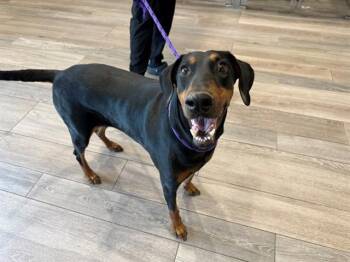 Doberman Pinscher Dogs Available for Adoption in Rowlett, Texas - PEACHES | PetCurious