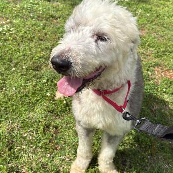 English Shepherd Dogs Available for Adoption - Snoopy | PetCurious