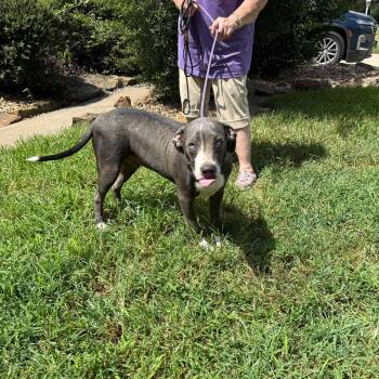 Rescue American Bulldog Dogs for Adoption in Spring, Texas - Jake | PetCurious