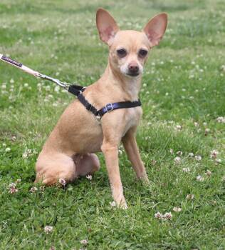Chihuahua Dogs Available for Adoption in Winchester, Tennessee - Layla | PetCurious