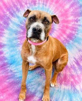 Rosie Ivy -  Mixed Breed Dog for Adoption in West Chester, Pennsylvania - Rosie Ivy | PetCurious