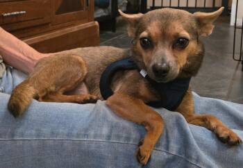Mateo -  Chihuahua Dog for Adoption in Estes Park, Colorado - Mateo | PetCurious