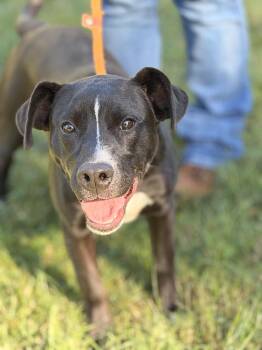Zena -  Terrier Dog for Adoption in Meherrin, Virginia - Zena | PetCurious