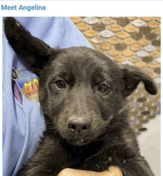 Angelina -  Australian Shepherd and Black Labrador Retriever Dog for Adoption in Salt Lake City, Utah - Angelina | PetCurious