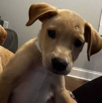 Butter Pecan -  Labrador Retriever Dog for Adoption in Portland, Maine - Butter Pecan | PetCurious