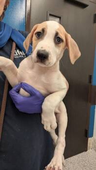 Kidney Bean -  Mixed Breed Dog for Adoption in Atlanta, Georgia - Kidney Bean | PetCurious