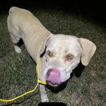 HUFFY -  Pit Bull Terrier Dog for Adoption in Greensboro, North Carolina - HUFFY | PetCurious