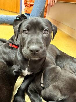 Dorothy -  Pit Bull Terrier Dog for Adoption in Shillington, Pennsylvania - Dorothy | PetCurious