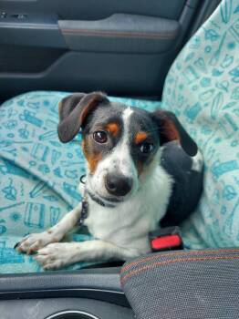 Jack Russell Terrier Dogs Available for Adoption in New Bern, North Carolina - Aries | PetCurious