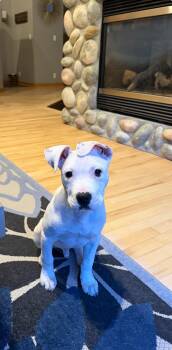 Pit Bull Terrier Dogs Available for Adoption in Pleasant Ridge, Michigan - Finnegan | PetCurious