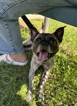 Rescue French Bulldog and Pug Dogs for Adoption in Ventura, California - Buster | PetCurious