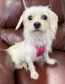 Carolina -  Maltese and Terrier Dog for Adoption in Mundelein, Illinois - Carolina | PetCurious