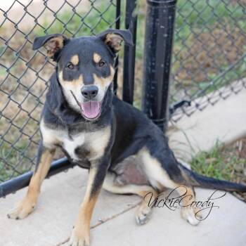 Shepherd and Rottweiler Dogs Available for Adoption in Abilene, Texas - Odie | PetCurious