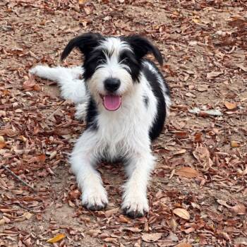 Addison -  Aussiedoodle and Terrier Dog for Adoption in Atlanta, Texas - Addison | PetCurious