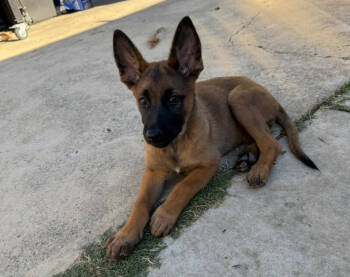 Rescue German Shepherd Dog and Belgian Shepherd Malinois Dogs for Adoption in Seattle, Washington - Velvet | PetCurious