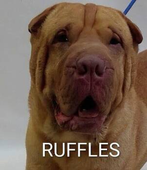 Rescue Shar Pei Dogs for Adoption in Cameron, North Carolina - RUFFLES | PetCurious