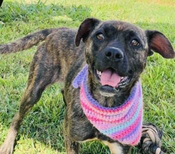 Rescue Boxer and Mixed Breed Dogs for Adoption in Seneca, South Carolina - Brin-$85 Fostered | PetCurious