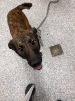 Mixed Breed Dogs Available for Adoption - Spinner | PetCurious