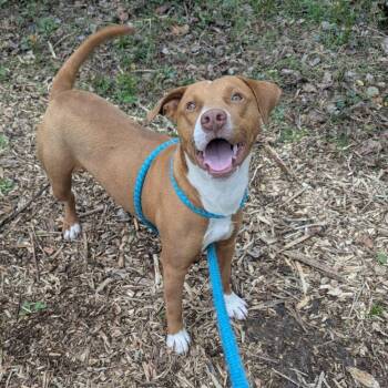 Pit Bull Terrier and Mixed Breed Dogs Available for Adoption in Chattanooga, Tennessee - RJ | PetCurious