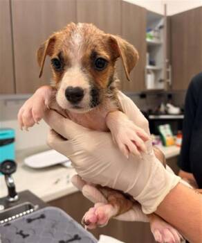 SALLY -  Pit Bull Terrier Dog for Adoption in Baytown, Texas - SALLY | PetCurious