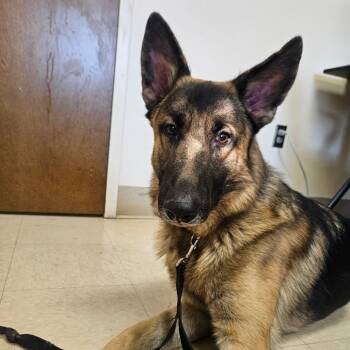Rescue German Shepherd Dog Dogs for Adoption in Lake Panasoffkee, Florida - Apollo | PetCurious